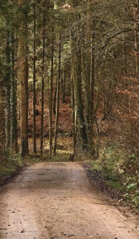 forest, trees, nature, hike, path, trail, wilderness, woods, way, travel, exploration, outdoors