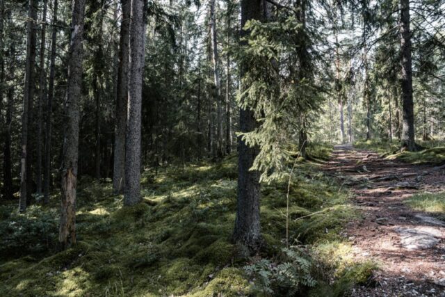 Tranquil forest path through lush greenery in a Finnish woodland, perfect for nature lovers.