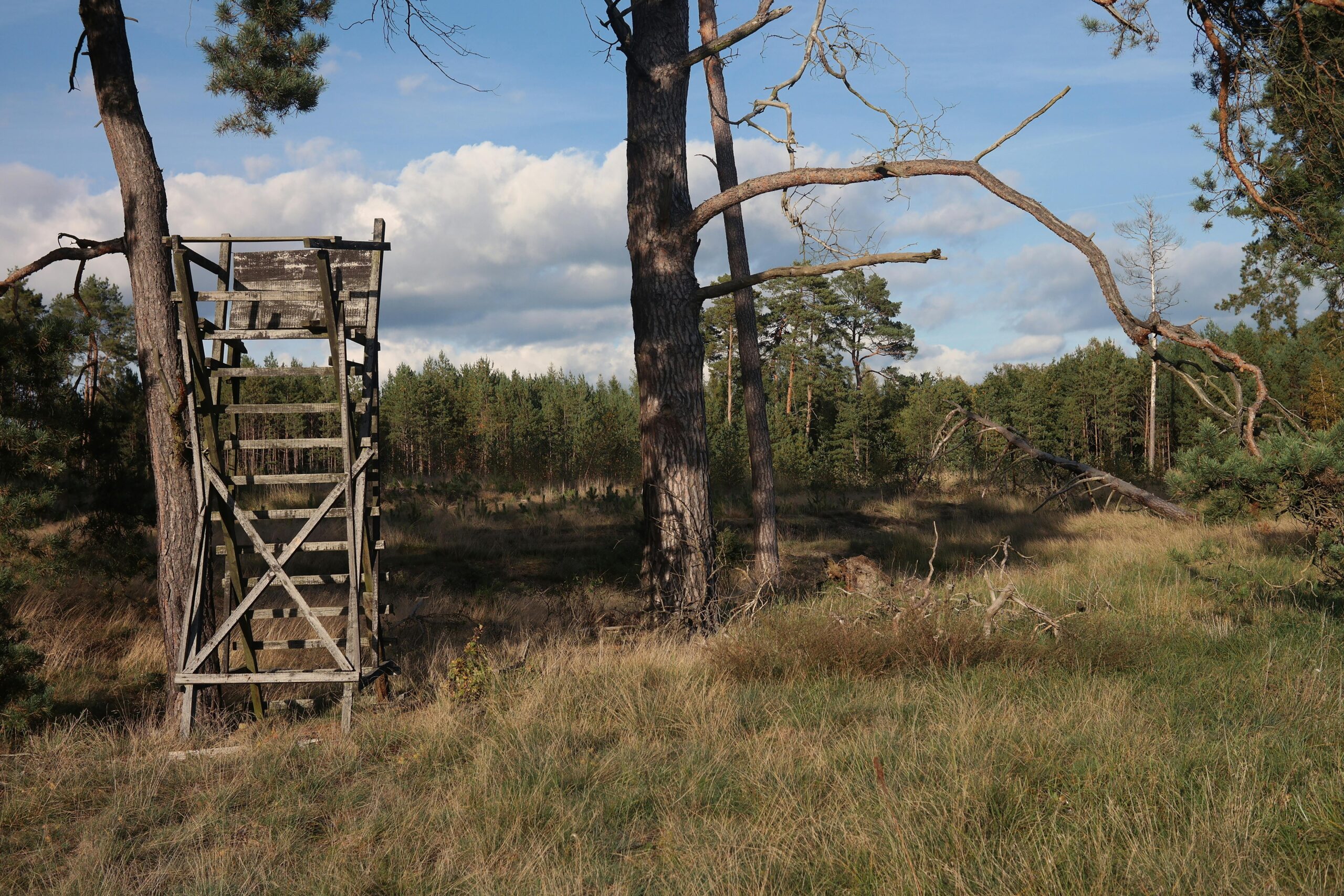A rustic wooden hunting stand amidst a sunlit forest landscape, featuring tall trees and a clear sky.