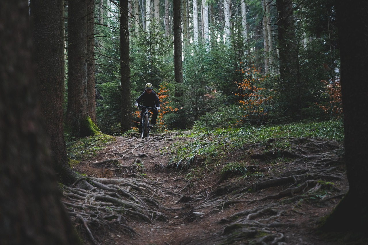 trail riding, trail cycling, forest, woods, bike ride, mountain biking, trail, mountain bike, nature, sports