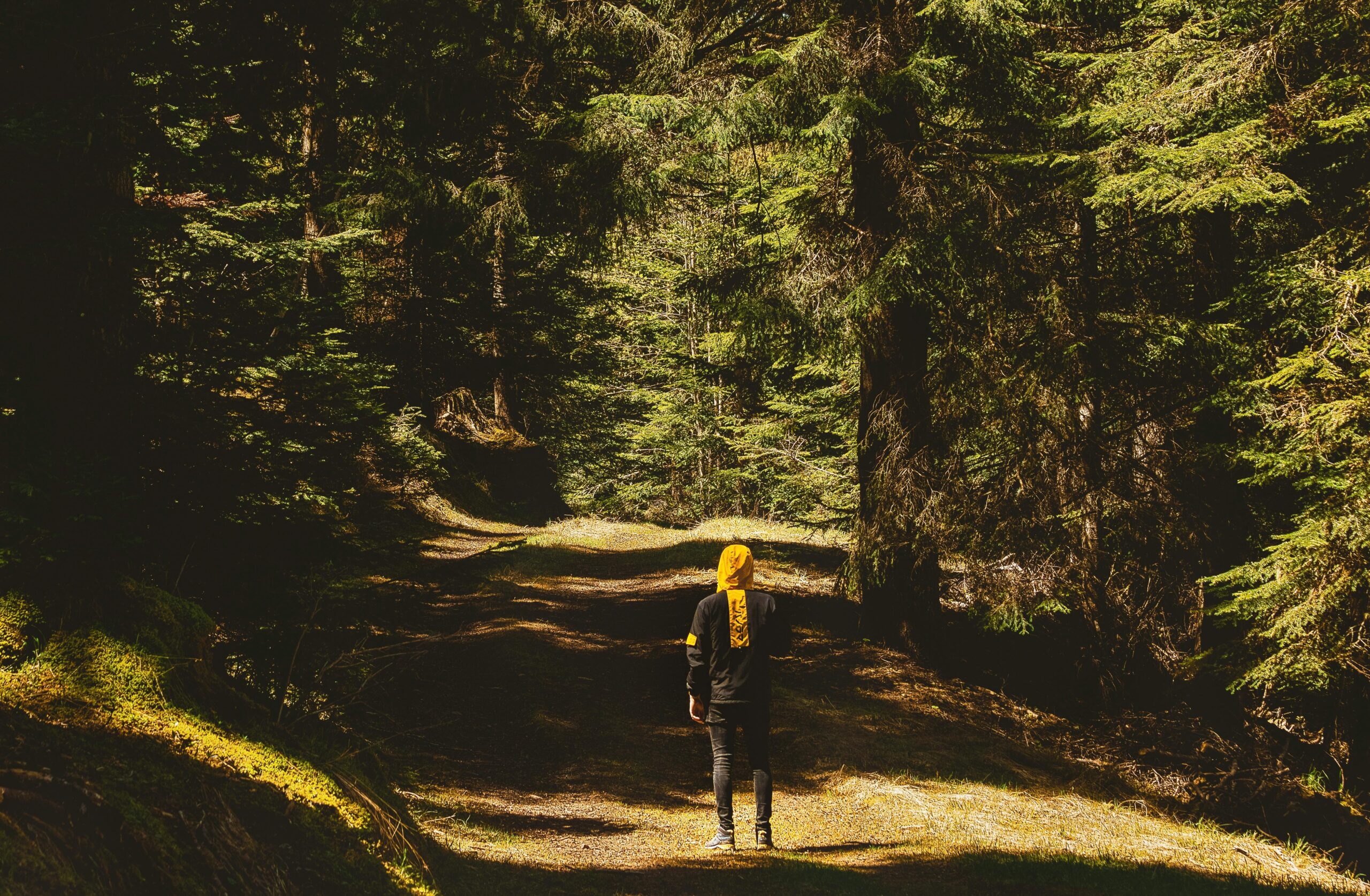 Person walking alone on a sunlit forest path in France, highlighting solitude and nature's beauty.